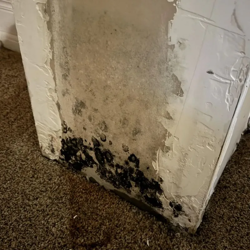 Professional Mold Removal in San Bernardino, CA